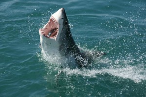 great white shark