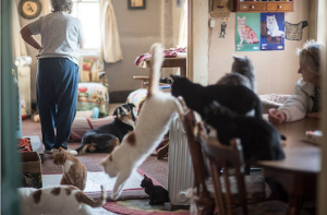 A shot inside the Green House in Dixfield, Maine, home to 40 cats and one dog, a "cat cop," according to the River Valley Sun Journal (Courtesy Andree Kehn:Sun Journal)