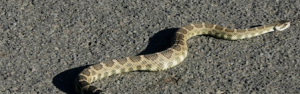 Timber Rattler