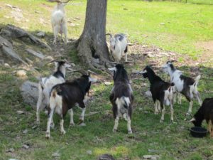 Goats at Metheun appear to be hatching their own plan