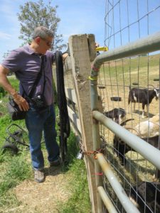 Man staring at and trying to record goats