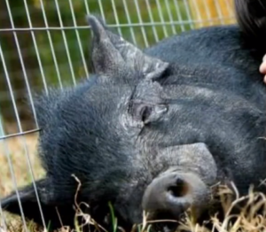 PIG THAT ATTACKED COUPLE IN TOWNSEND