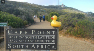 Gale Ducky at the Cape of Good Hope, Republic of South Africa (Courtesy of Fox 25)